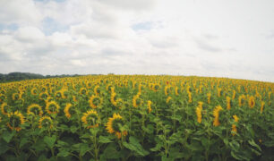 BrittonsDaisies